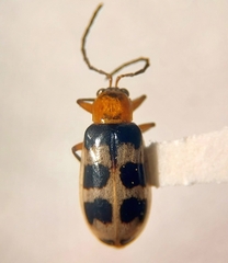 Paranapiacaba tricincta