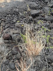 Melinis repens