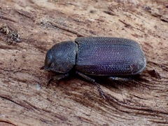 Maechidiini