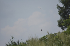 Aerodramus germani germani