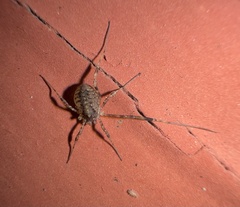 Oligolophinae