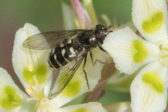 Dasysyrphus intrudens