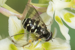 Dasysyrphus intrudens