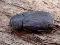 Maechidiini