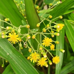 Asteraceae