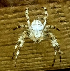 Araneus
