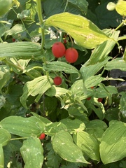 Streptopus amplexifolius