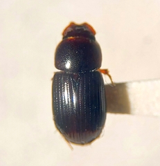 Aphodiinae