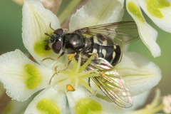 Dasysyrphus intrudens