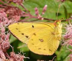 Colias philodice
