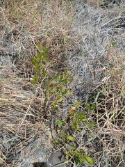 Dodonaea viscosa