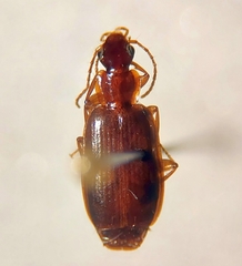 Lebiinae