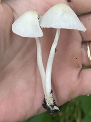 Agaricales
