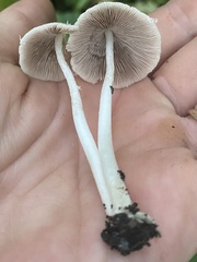Agaricales