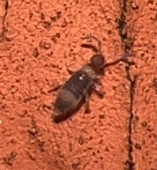 Entomobrya clitellaria