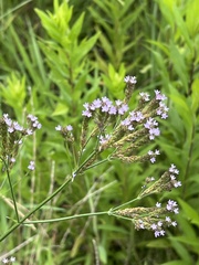 Verbena brasiliensis