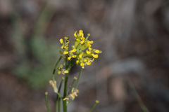 Erysimum coarctatum