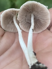 Agaricales