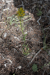 Erysimum coarctatum