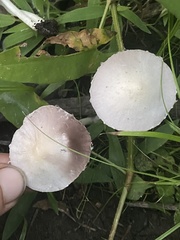 Agaricales