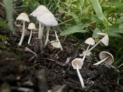Agaricales