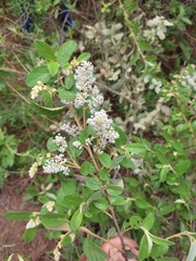 Ceanothus caeruleus