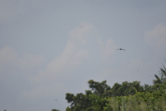 Aerodramus germani germani