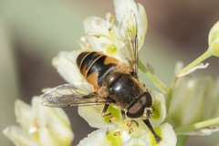 Eristalis nemorum