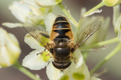 Eristalis nemorum