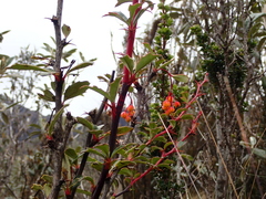 Berberis