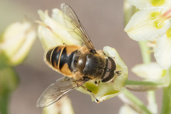 Eristalis nemorum