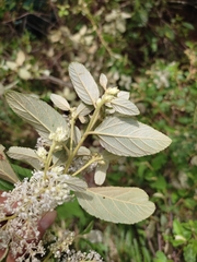 Ceanothus caeruleus