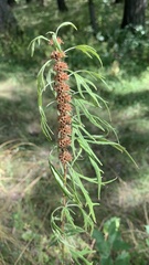 Leonurus glaucescens