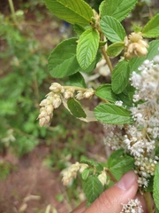 Ceanothus caeruleus