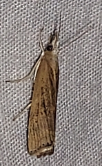 Parapediasia teterrellus