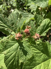 Rubus parviflorus