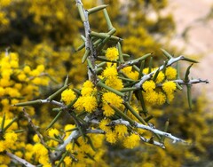 Acacia nyssophylla