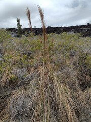 Andropogon bicornis