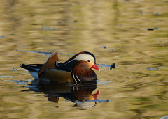 Aix galericulata