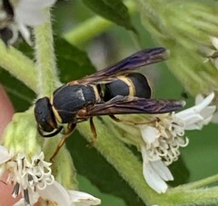 Euodynerus hidalgo