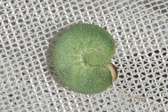 Tenthredinoidea