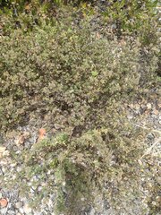 Stylosanthes viscosa