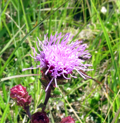 Liatris scariosa