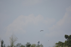 Aerodramus germani germani