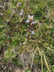 Gentianella
