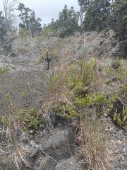 Andropogon virginicus