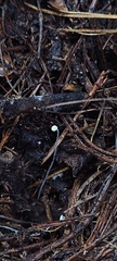 Mycena tenerrima