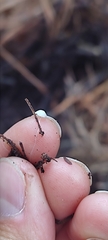 Mycena tenerrima