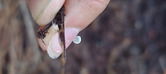 Mycena tenerrima