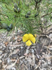 Gompholobium grandiflorum